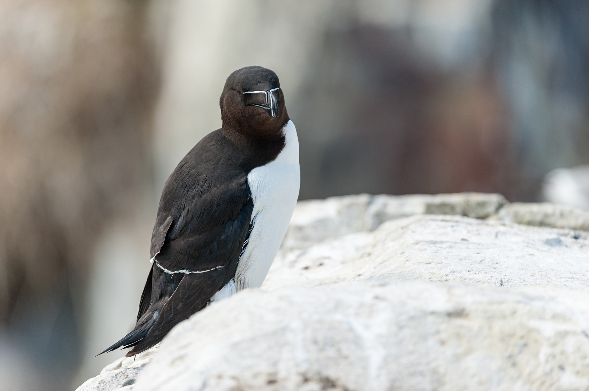 Le pingouin torda au Cap Fréhel