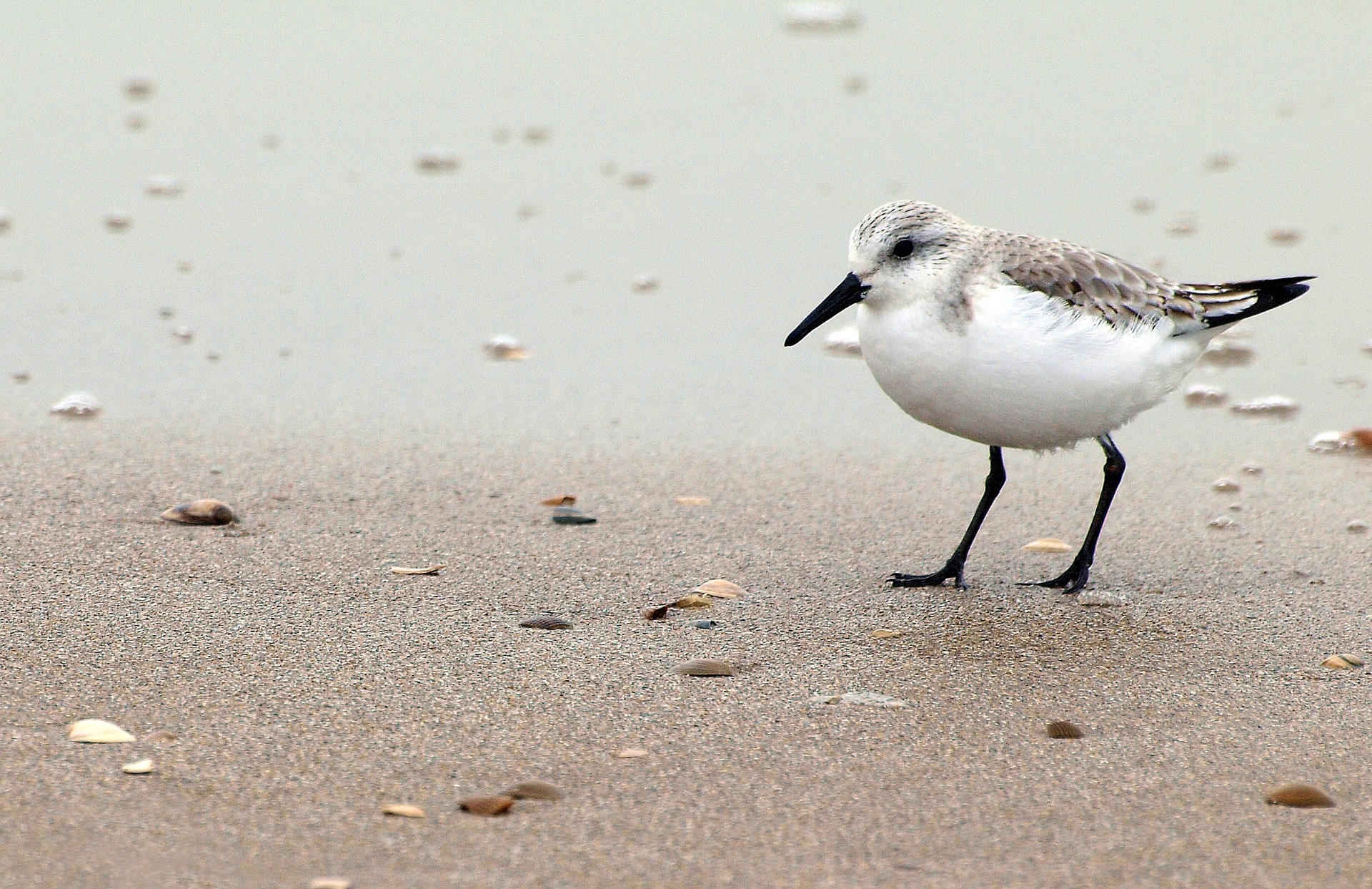 Bacasseau Maubèche de la réserve naturelle de la Baie de Saint-Brieuc