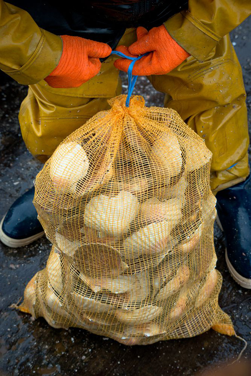 Sac de coquilles Saint-Jacques