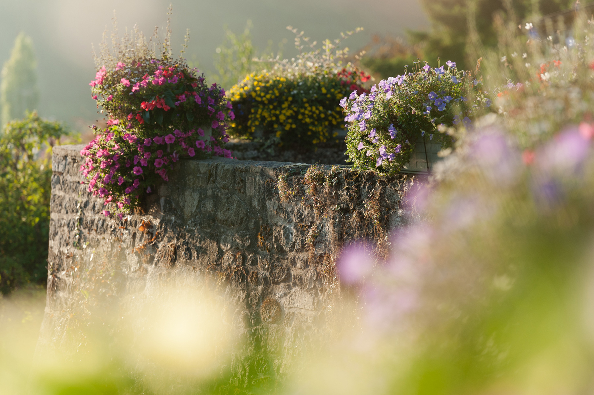 Fleurs, Moncontour, Côtes d'Armor