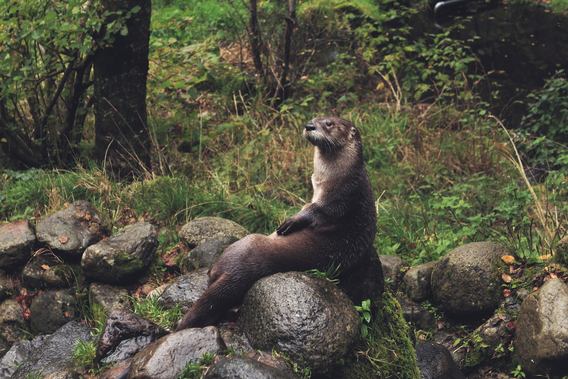 Loutre d'Europe