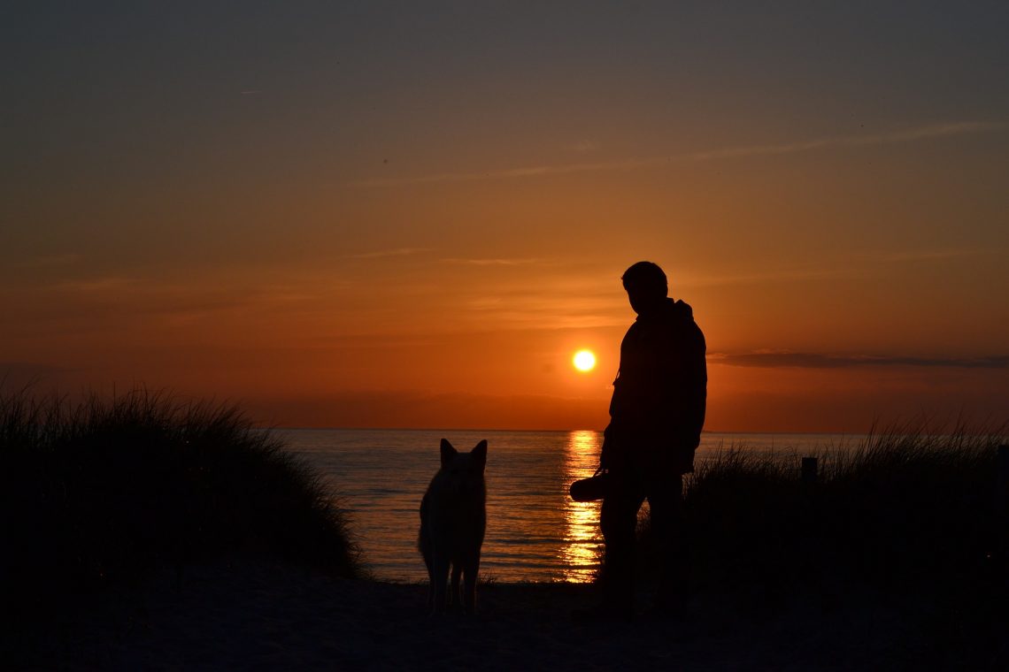 Chien sur une plage