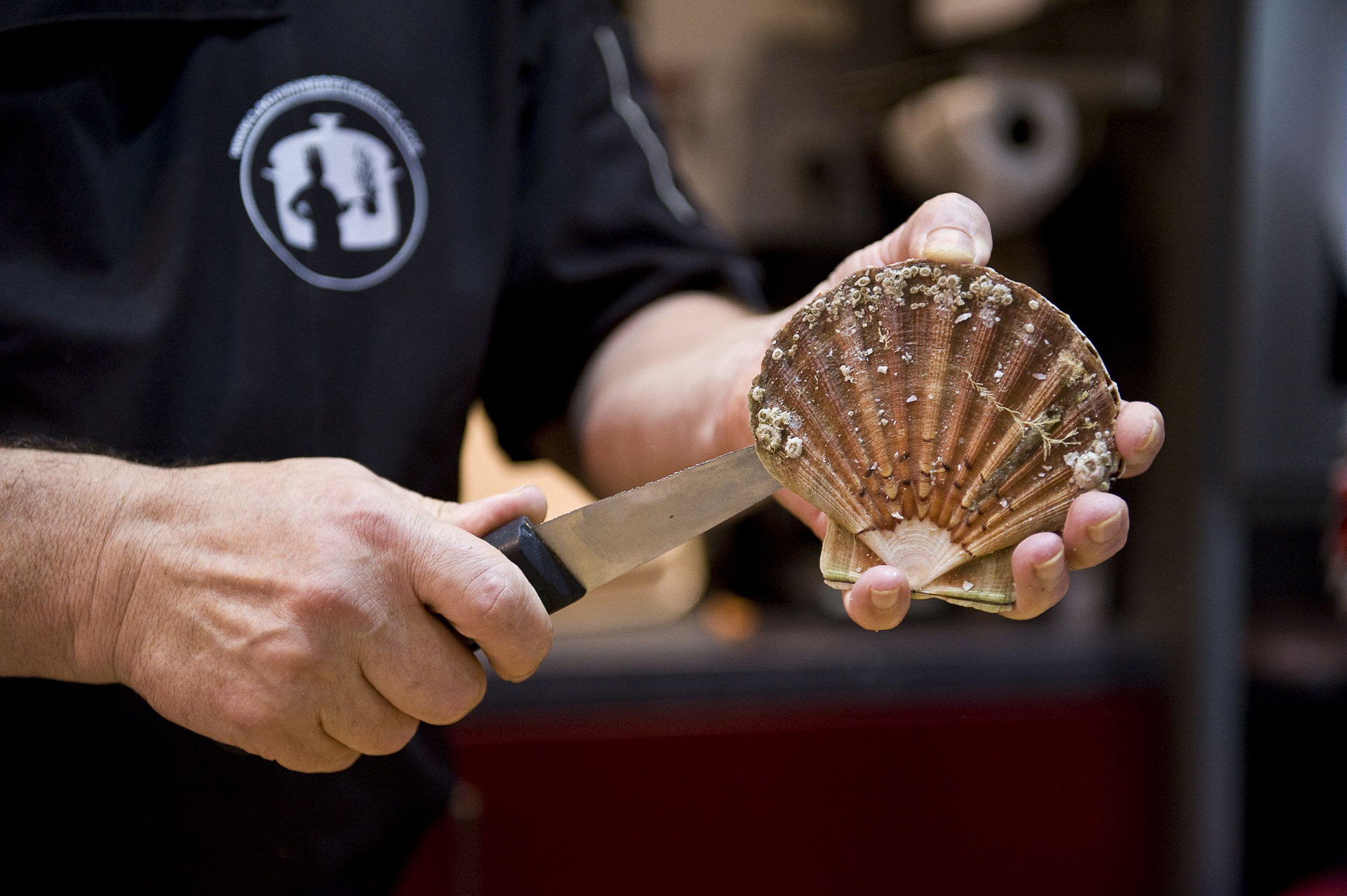 Coquille Saint-Jacques