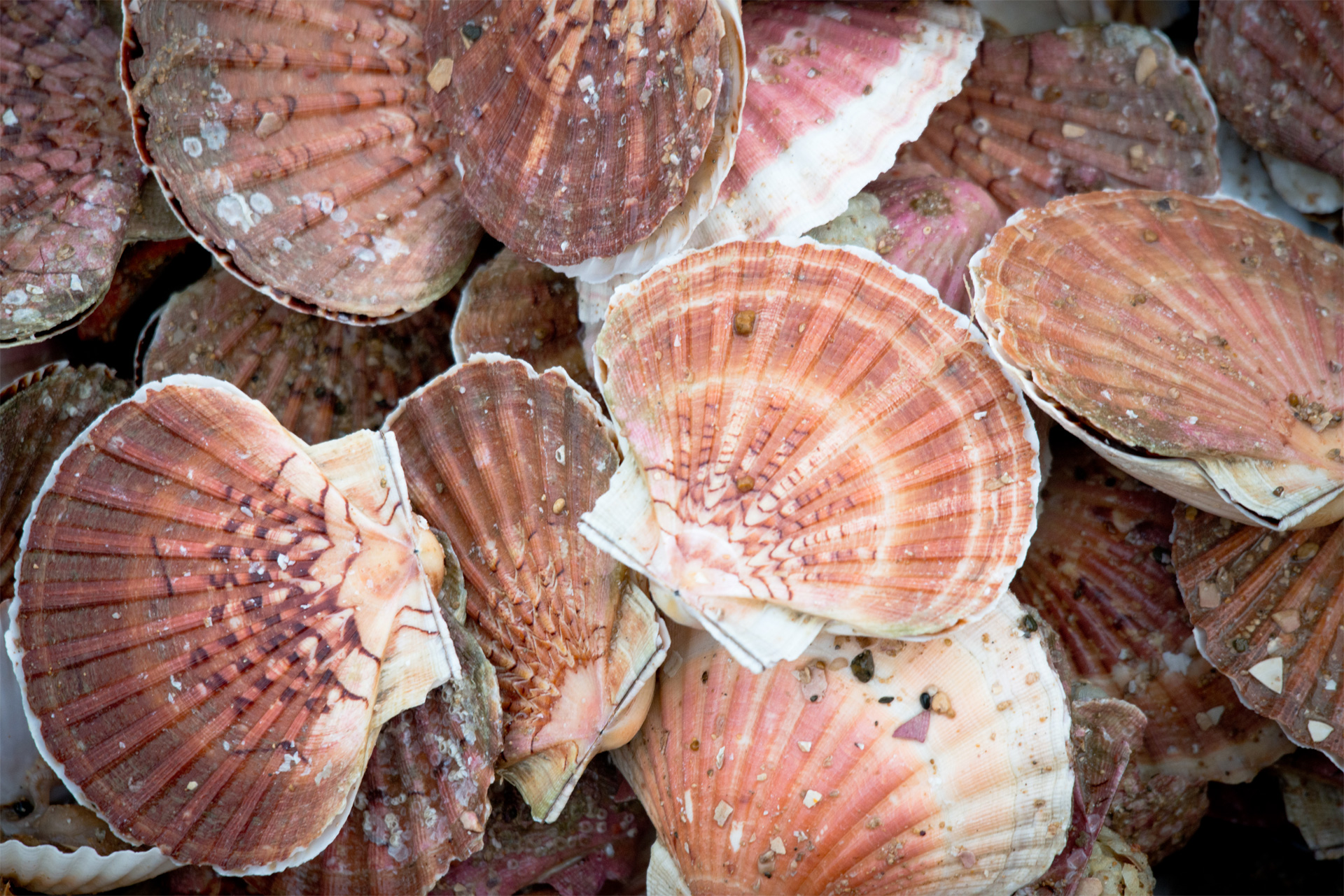 Coquille Saint-Jacques