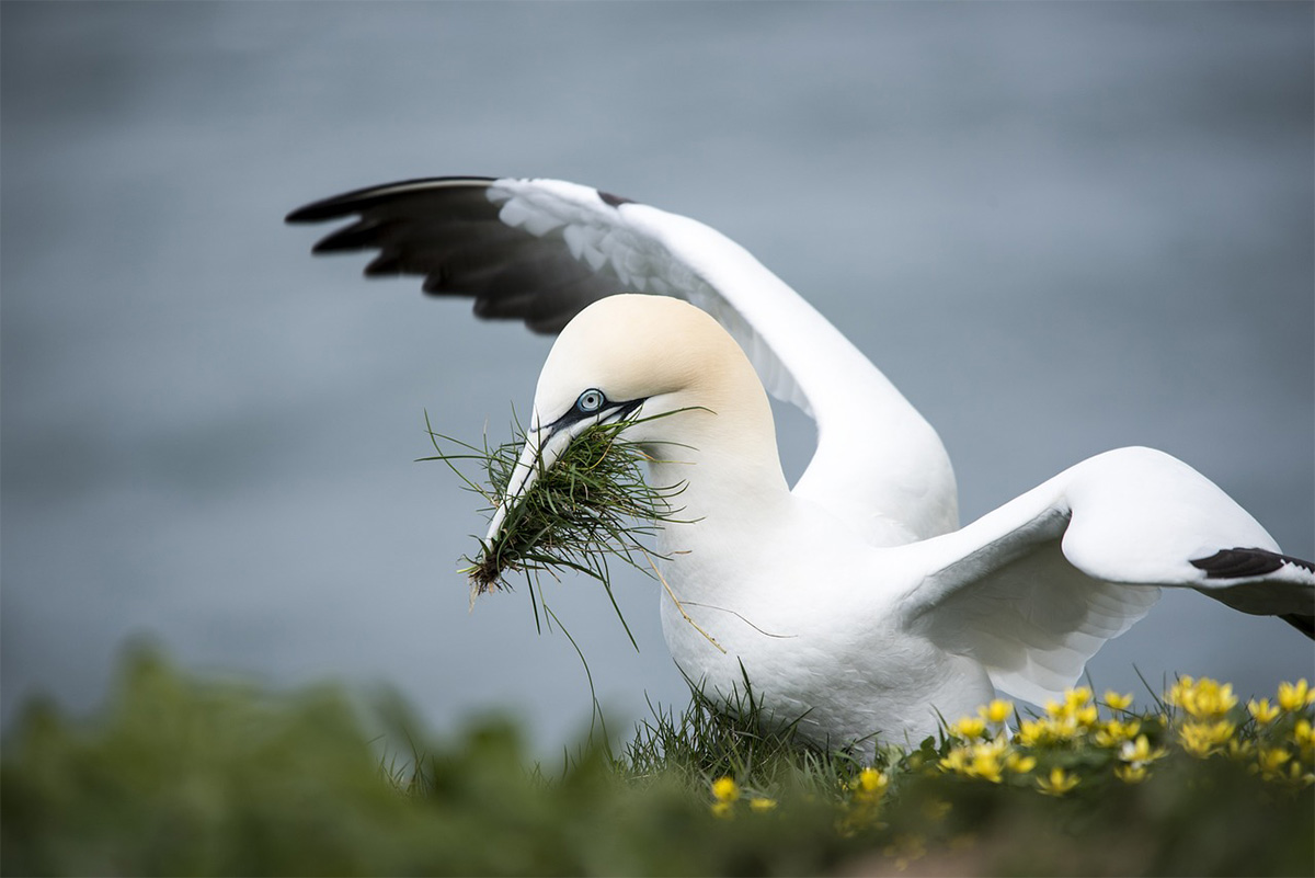 Fou de Bassan, archipel des 7 îles, Côtes d'Armor