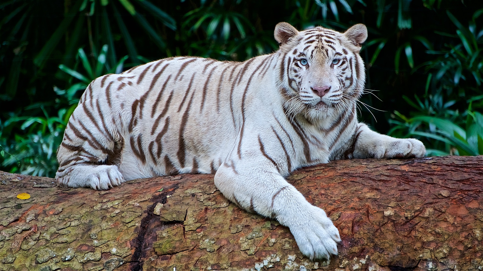 Tigre blanc