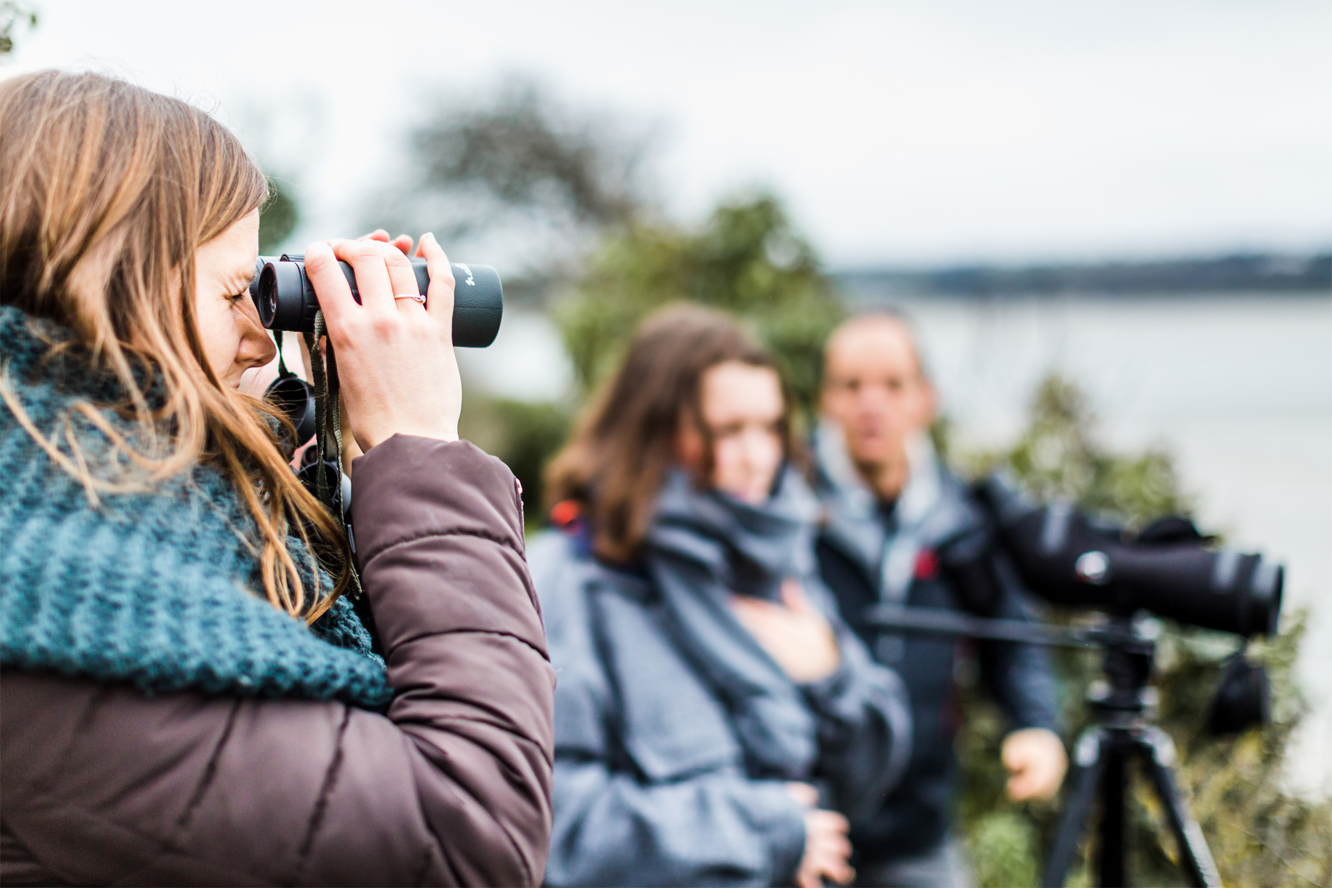 Observation d'oiseaux, Hillion