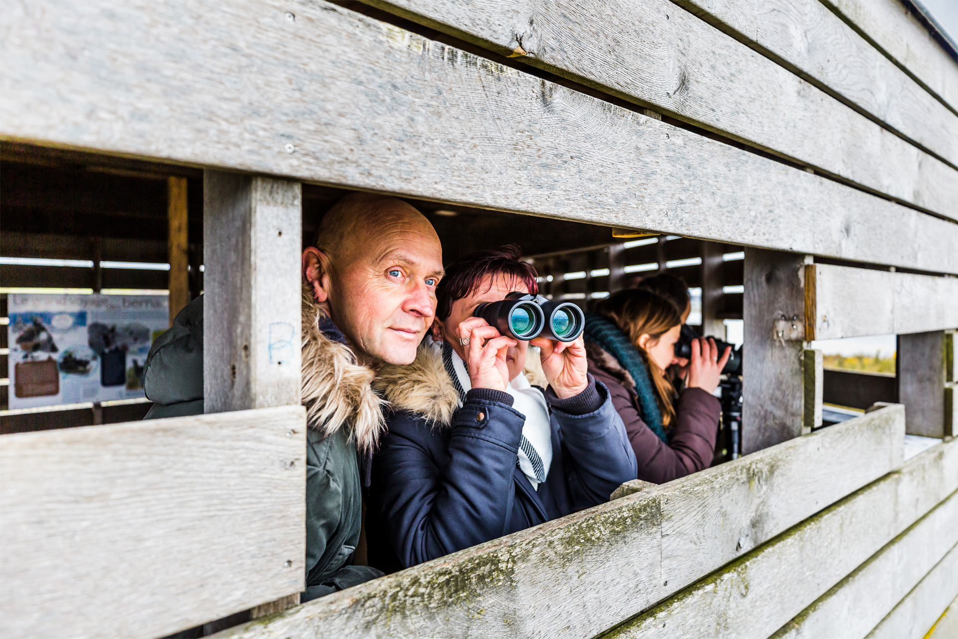 Observatoire d'oiseaux, Hillion