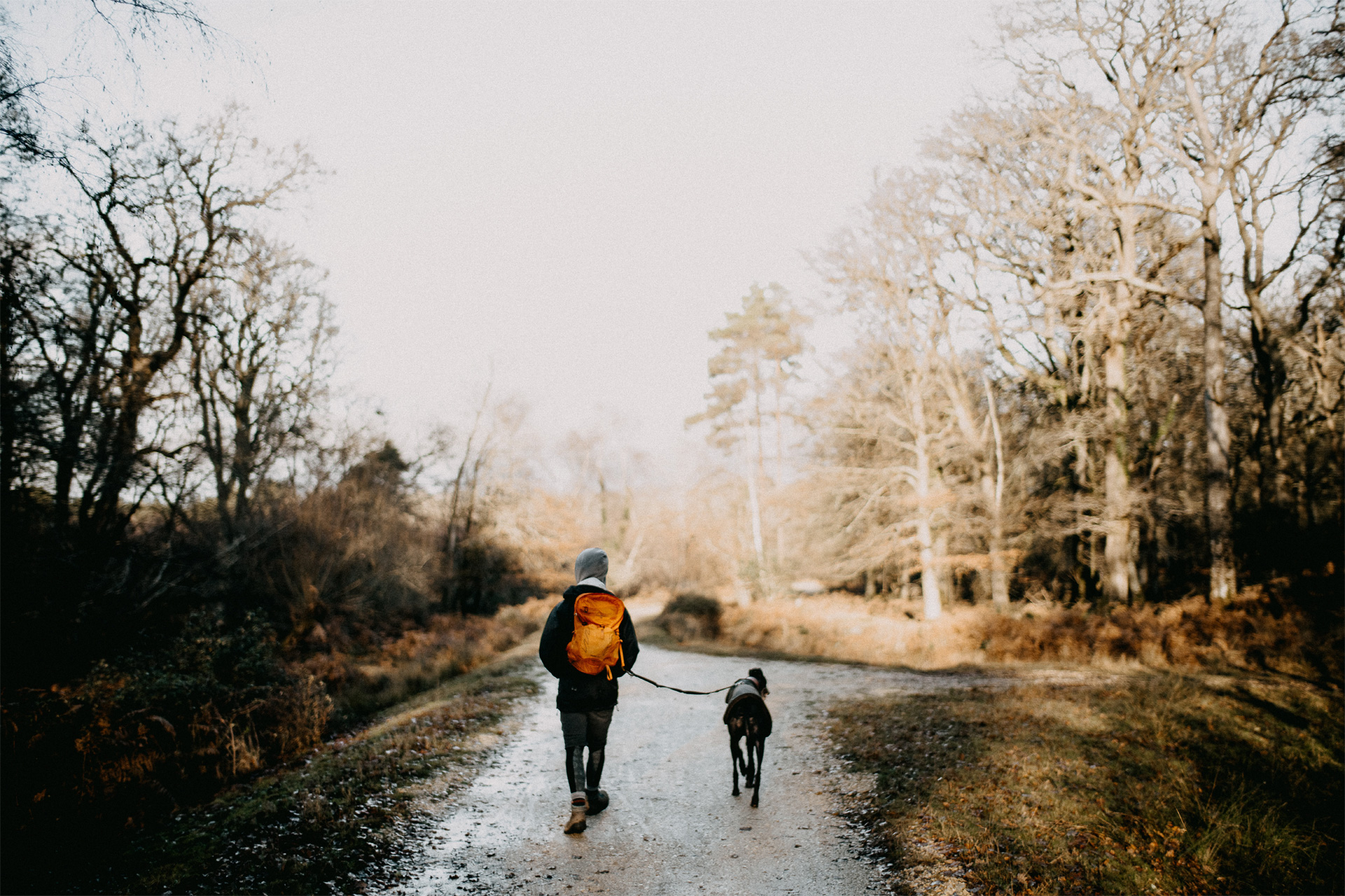 Balade avec un chien en forêt