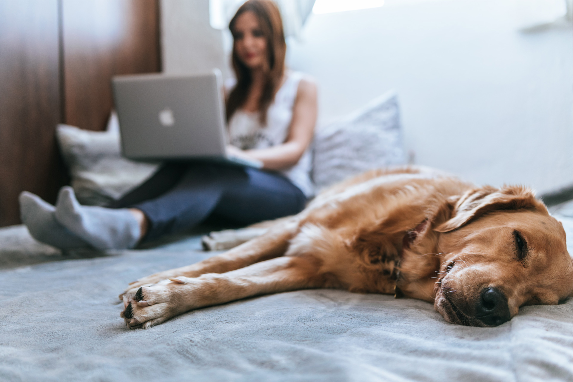 Chien allongé sur le lit