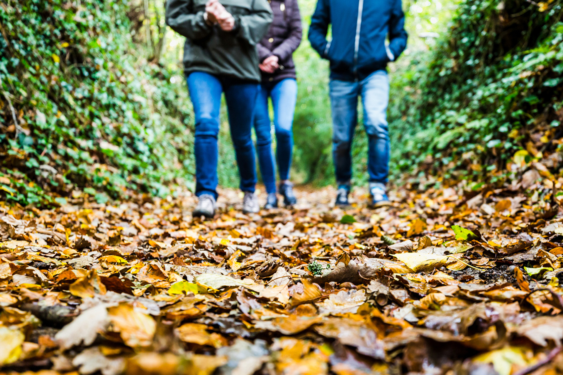 Marche en forêt, Côtes d'Armor