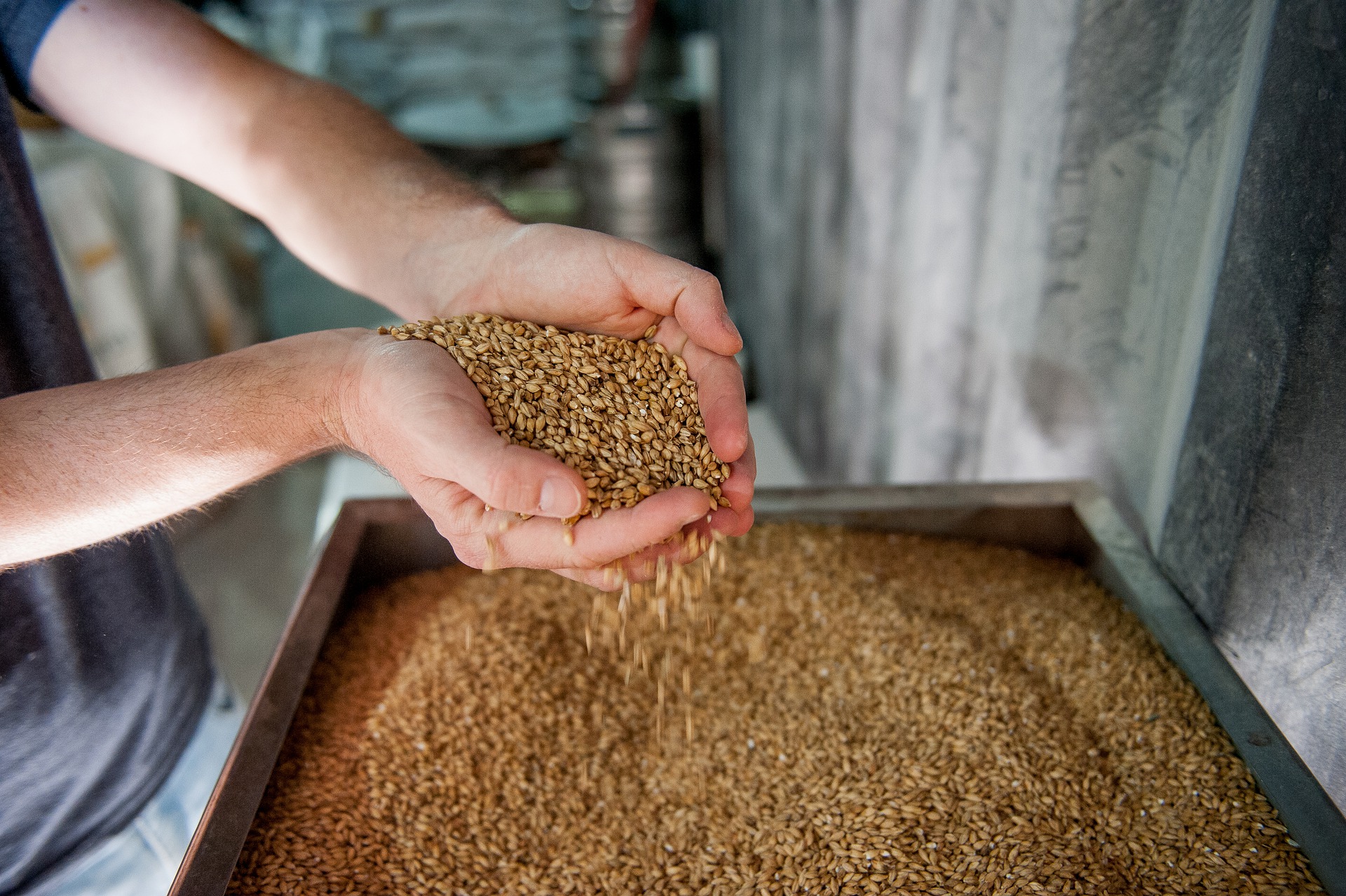 Malt pour préparation bière