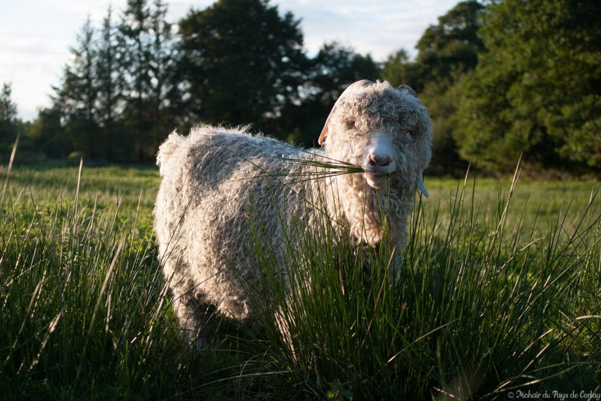 Bouc Angora, Corlay