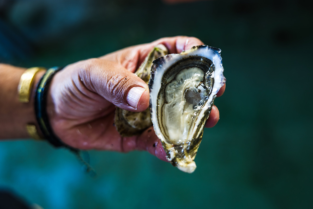 Huitre, Paimpol, Côtes d'Armor