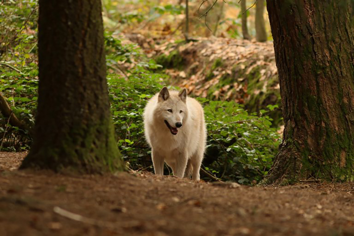 Loup, refuge Coat Fur, Lescouet-Gouarec