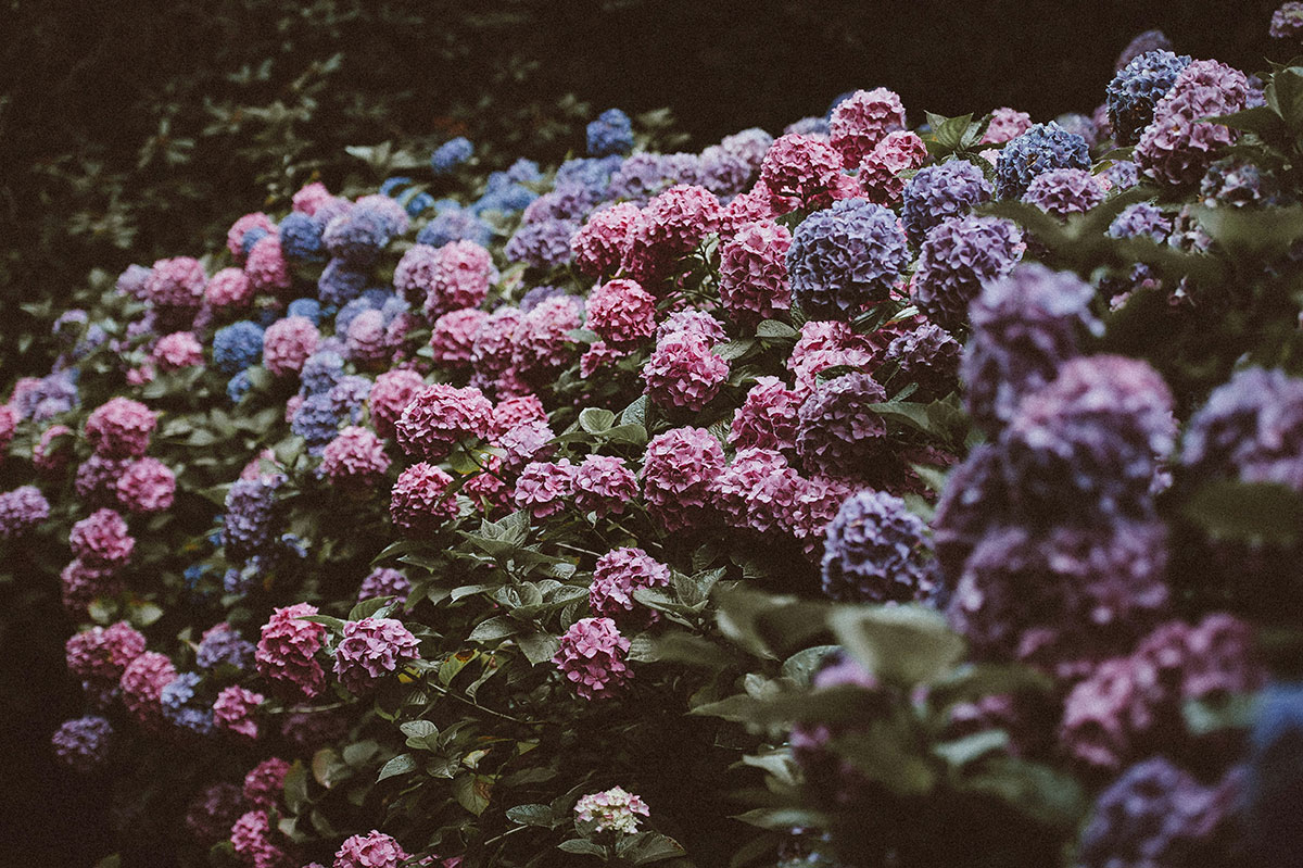 Hortensia