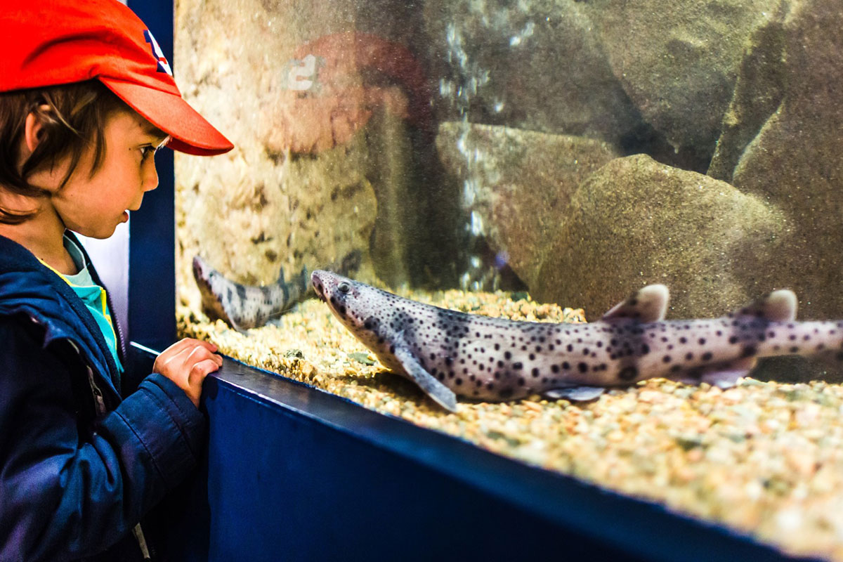 Aquarium marin de Trégastel, Côtes d'Armor